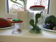 Pokusy a pozorování